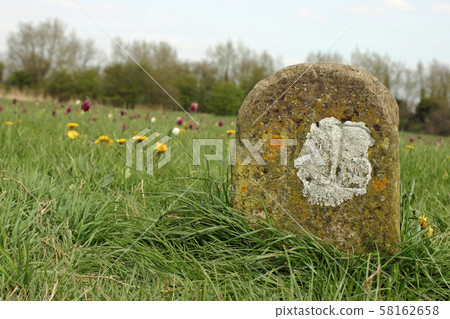 Old meadow boundary marker 58162658