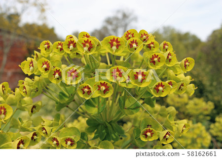 Martin's spurge in flower in close up 58162661