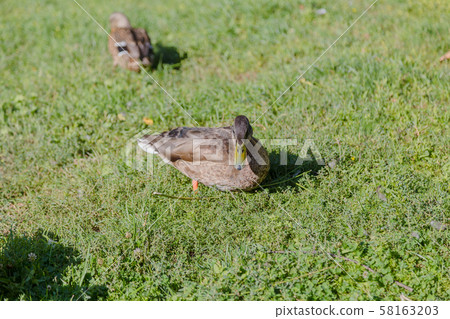 Gray wild ducks walk on the grass. 58163203