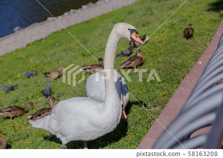 Beautiful white swan on the grass and gray ducks Beautiful white swan on the grass and gray ducks 58163208