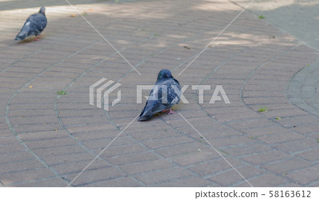 Gray pigeons on the pavement in the park. Gray pigeons on the pavement in the park. 58163612