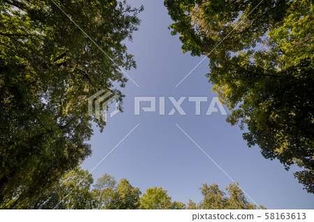 Crowns of trees against the blue sky. 58163613