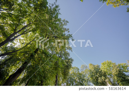 Crowns of trees against the blue sky. Crowns of trees against the blue sky. 58163614