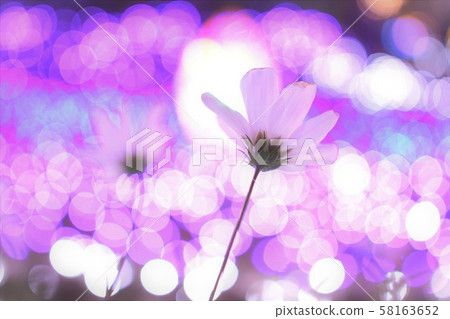 Cosmos and illumination 58163652
