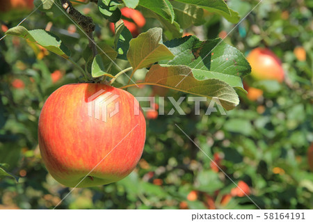 Red colored apple Red colored apple 58164191