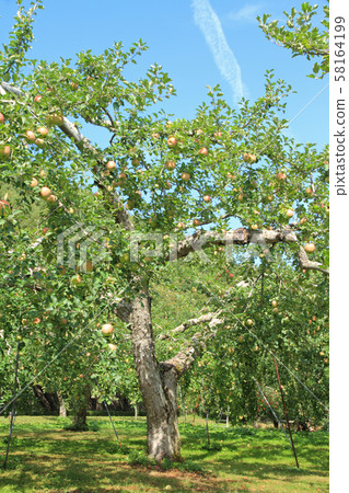 Big apple tree Big apple tree 58164199