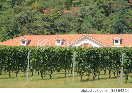 安zu野秋季葡萄酒葡萄園 安zu野秋季葡萄酒葡萄園 58164264