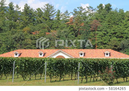 安zu野秋季葡萄酒葡萄園 安zu野秋季葡萄酒葡萄園 58164265
