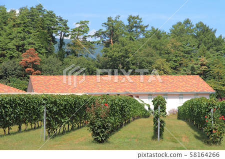 安zu野秋季葡萄酒葡萄園 安zu野秋季葡萄酒葡萄園 58164266
