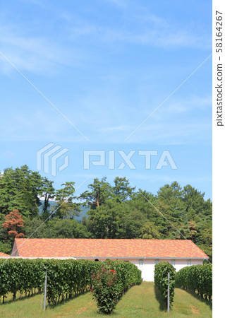 安zu野秋季葡萄酒葡萄園 安zu野秋季葡萄酒葡萄園 58164267