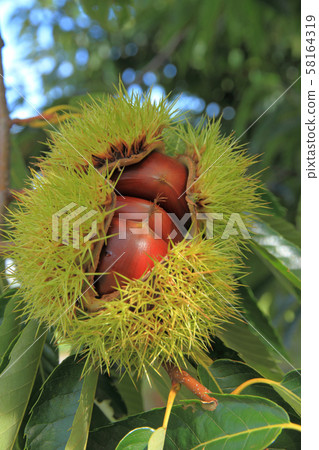 板栗果 58164319