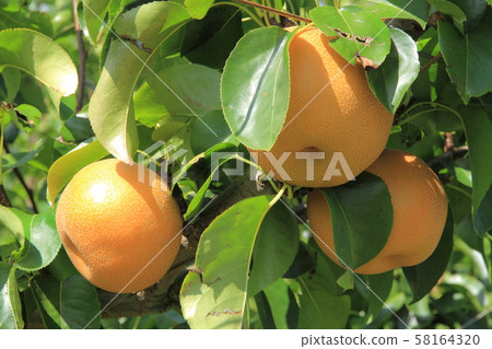 梨收穫前 58164320