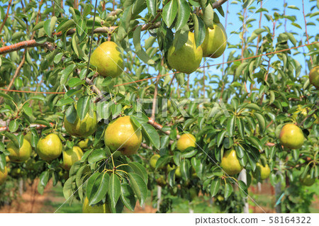 梨收穫前 梨收穫前 58164322