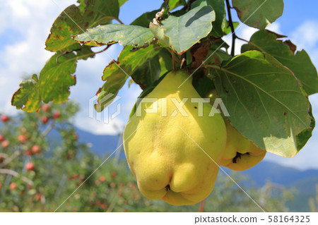 木瓜的果實 58164325