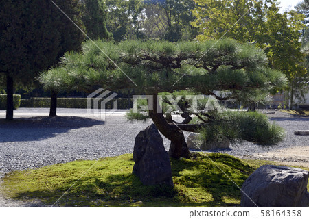 松樹景觀 58164358