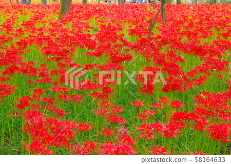 Kinchakuda Manjusha Park [Hidaka City, Saitama Prefecture] 58164633