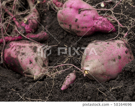 豐滿的地瓜 58164696