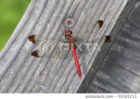 Konoshimetorbo Konoshimetorbo 58165213