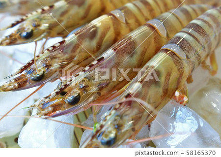 Live shrimp Live shrimp 58165370