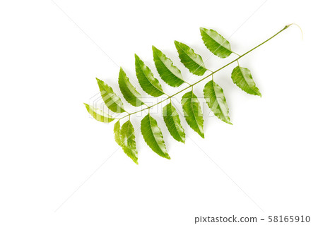 Neem leaves used as ayurvedic medicine with ground 58165910