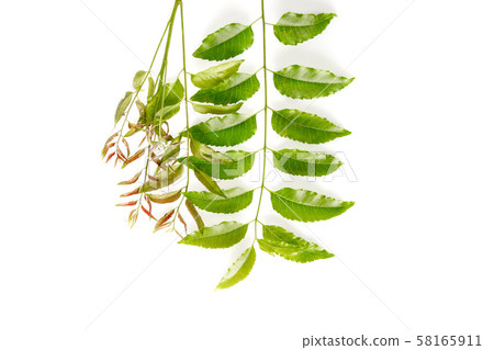 Neem leaves used as ayurvedic medicine with ground 58165911