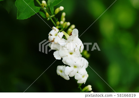 Duranta golden dewdrop 58166819