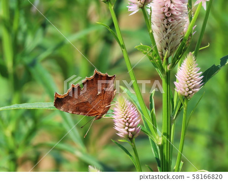 The Marbled Fritillary 58166820