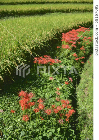 A rosary that colors the shore A rosary that colors the shore 58167095