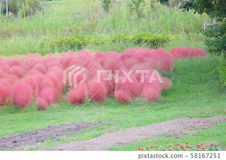 Kochia autumn leaves Kochia autumn leaves 58167251