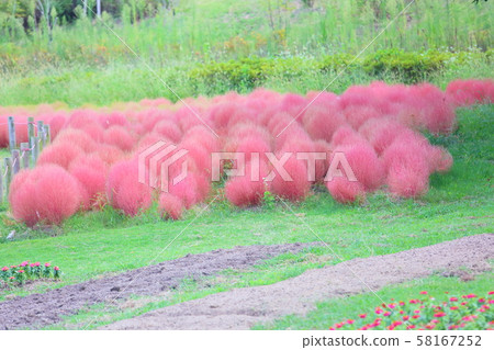 Kokia 's autumn leaves Kokia 's autumn leaves 58167252