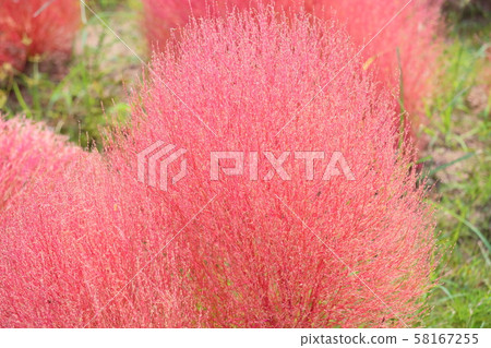 Kokia的秋葉 58167255