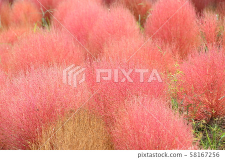 Kokia的秋葉 58167256