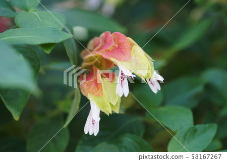Justicia brandegeeana Justicia brandegeeana 58167267