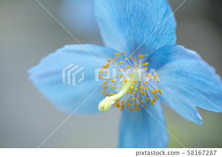 喜馬拉雅山的罌粟 58167287