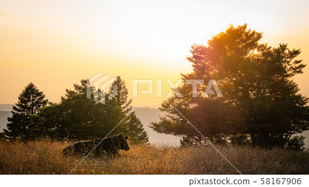 Cattle on a farm in Switzerland - beautiful view at sunset Cattle on a farm in Switzerland - beautiful view at sunset 58167906