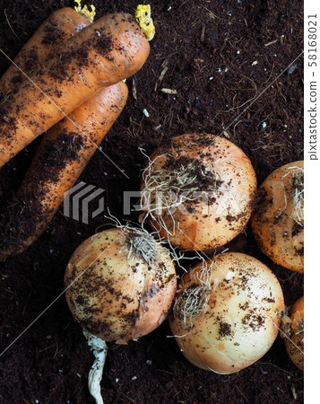 Fresh organic carrots and onions 58168021