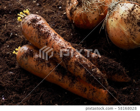 Fresh organic carrots and onions 58168028