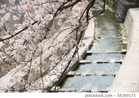 Myohoji河公園春天 Myohoji河公園春天 58169173