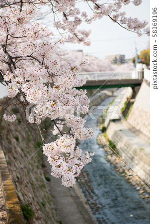 Myohoji河公園春天 58169196