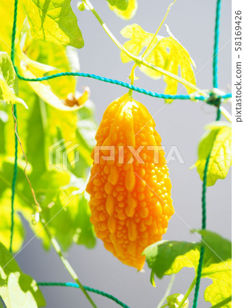 苦瓜水果 58169426