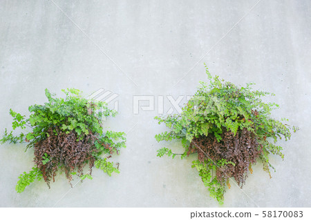 在混凝土擋土牆排水孔中生長的植物 58170083