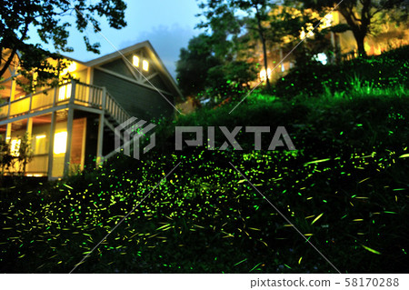 Flying fireflies Flying fireflies 58170288