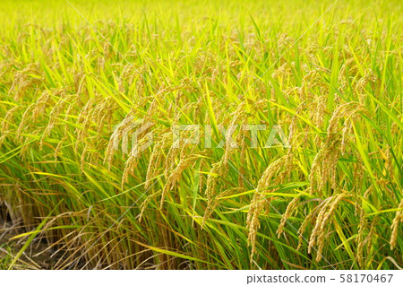 豐收秋季2 58170467