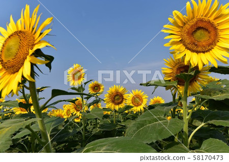 Sunflower 3082 Sunflower 3082 58170473