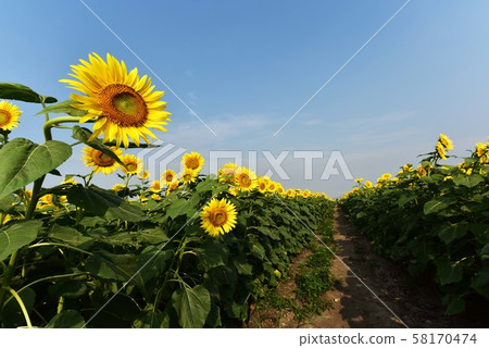 Sunflower 3098 Sunflower 3098 58170474
