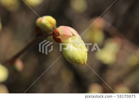 Hyuga mizuki的花 58170875