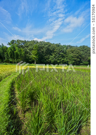 水稻收割前的岸湯波 58170984