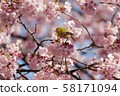 Kawazu cherry tree and mezzo 58171094