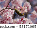 Kawazu cherry tree and mezzo 58171095