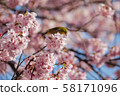 Kawazu cherry tree and mezzo 58171096